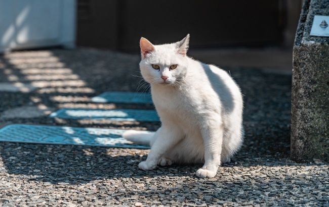 10 surprising facts about white cats you didn't know
