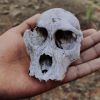 Human evolution may be rewritten? Scientists challenge everything we know about Homo