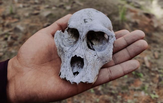 Human evolution may be rewritten? Scientists challenge everything we know about Homo