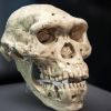 Scientists prove ancient human species passed its DNA to modern people