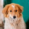 Shelter dog Goldie dies of fear during Russian strike on Kyiv