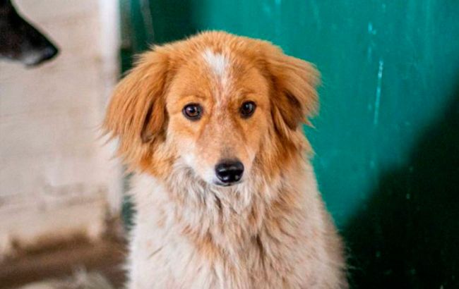 Shelter dog Goldie dies of fear during Russian strike on Kyiv