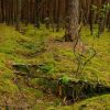 Life after radiation: Chornobyl's WWII trenches become safe haven for wild animals
