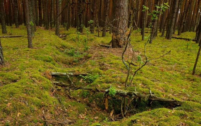 Life after radiation: Chornobyl's WWII trenches become safe haven for wild animals