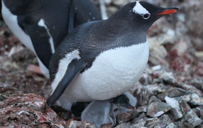 Baby penguins show up near Akademik Vernadsky station in Antarctica