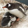 Polar explorers filmed small penguins: Feathered father feeds chicks
