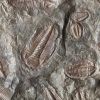 Mystery of Earth's greatest mass extinction finally solved: What killed nearly all life