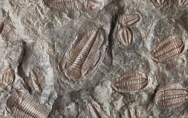 Mystery of Earth's greatest mass extinction finally solved: What killed nearly all life