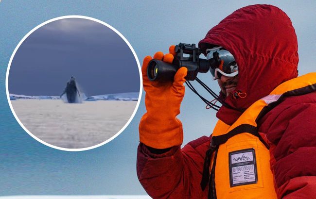 Ukrainian polar explorers capture stunning whale jumping