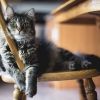 Scientists reveal simple trick to bond with even the most picky cat