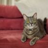 Why cat follows you or shows belly: Guide to understanding your pet