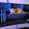 NASA sends first-ever cat video from deep space using laser technology