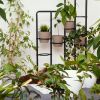Indoor plants: Your winter shield for skin protection and increased moisture
