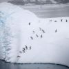 Penguin races caught on camera: Ukrainian polar team shares hilarious footage