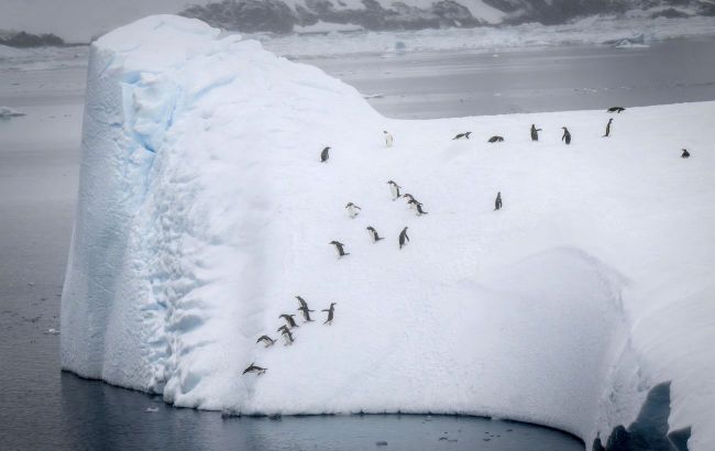Penguin races caught on camera: Ukrainian polar team shares hilarious footage