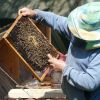 Ukraine war threatens bees - experts list it among global ecological risks