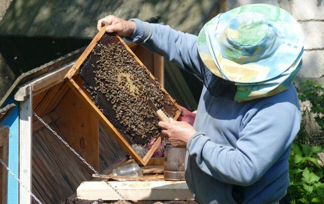 Ukraine war threatens bees - experts list it among global ecological risks