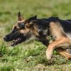 7 smart dog breeds that learn quickly and are easy to train
