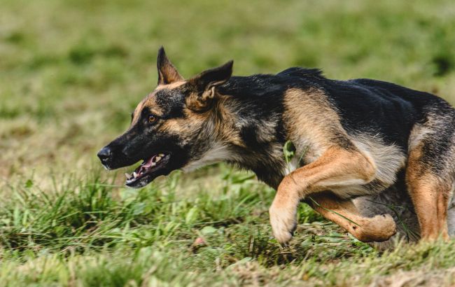 7 smart dog breeds that learn quickly and are easy to train