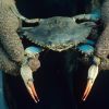 Blue crab spotted in Black Sea - Threat or natural newcomer?