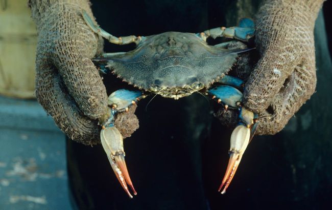 Blue crab spotted in Black Sea - Threat or natural newcomer?