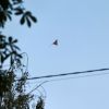 Romanian authorities investigate drone crash near border with Ukraine