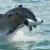 British intel reveals target of combat marine mammals in Sevastopol harbor