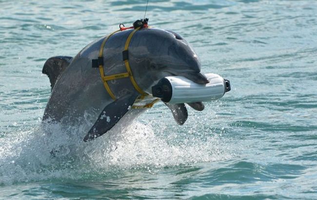 British intel reveals target of combat marine mammals in Sevastopol harbor
