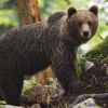 Japan faces spike in bear attacks, government takes action