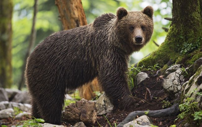 Japan faces spike in bear attacks, government takes action