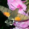 What hummingbird hawk-moth looks like: Images and features of this remarkable insect