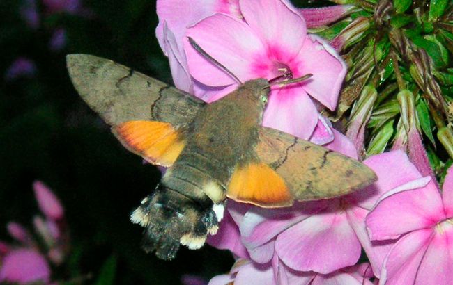 What hummingbird hawk-moth looks like: Images and features of this remarkable insect