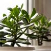 Feng shui tip: Where to place money tree to attract wealth