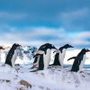 Amazing photos from Antarctica: Penguins exiting water only for mating