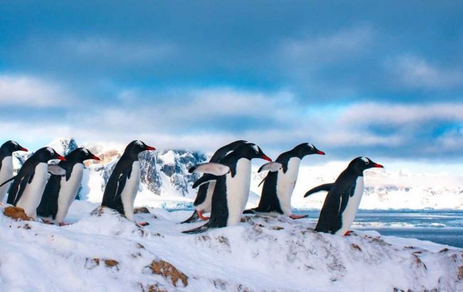 Amazing photos from Antarctica: Penguins exiting water only for mating