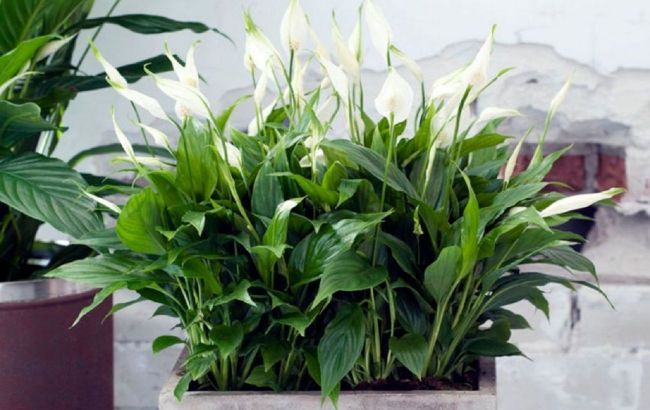 Spathiphyllum will never stop flowering if you place plant here
