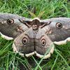 Rare giant butterfly appears in Ukraine - Here's what it looks like