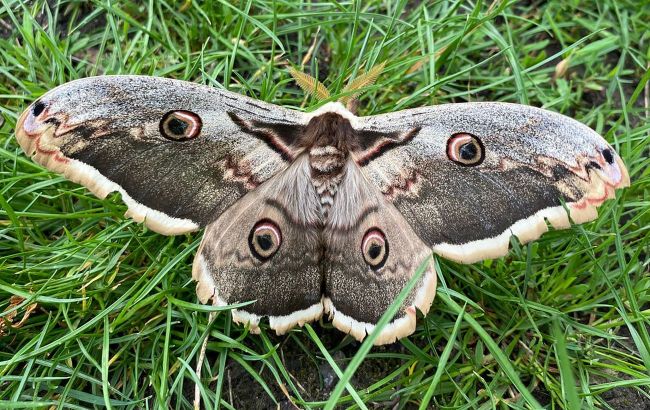 Rare giant butterfly appears in Ukraine - Here's what it looks like