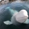 Famous spy whale Hvaldimir found dead in Norway