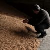 Moldova abolishes sanitary control for grain transit from Ukraine