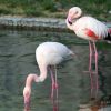 Explosions force flamingos to flee as war in Ukraine disrupts bird migration