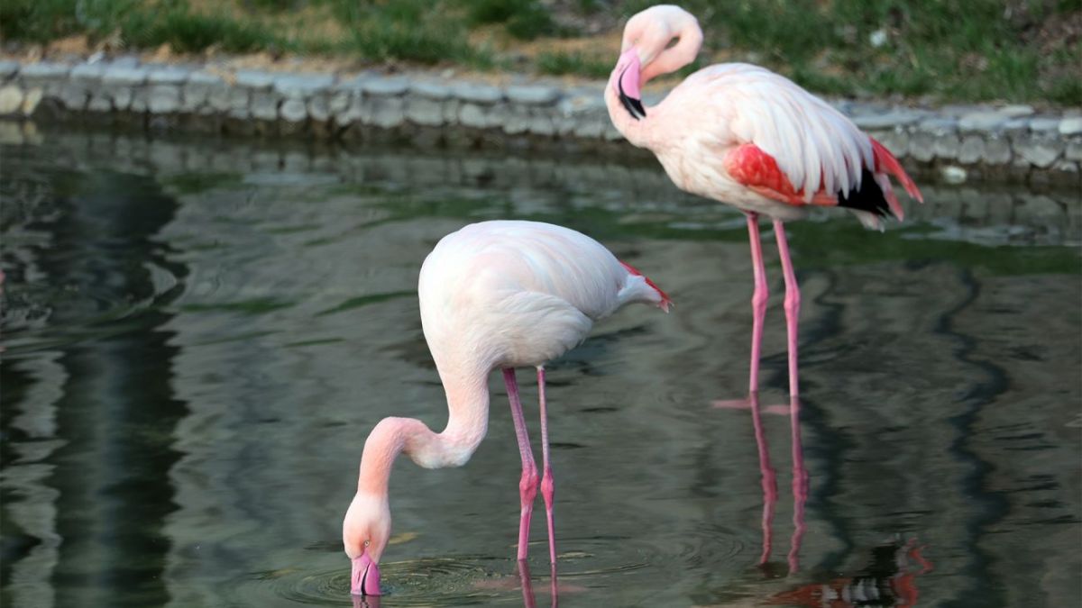 Explosions force flamingos to flee as war in Ukraine disrupts bird migration