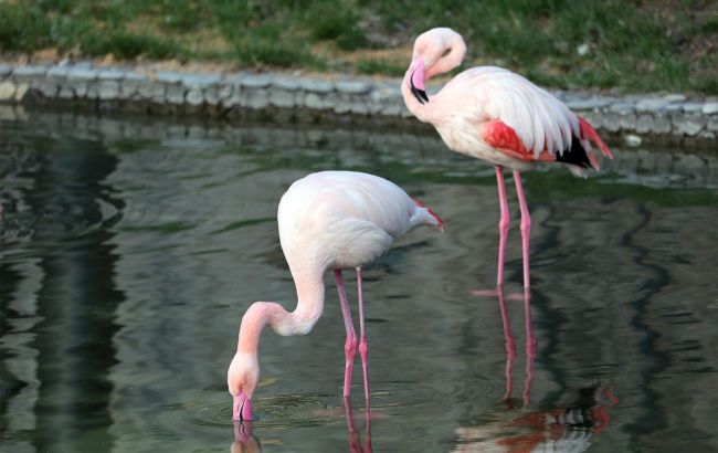 Explosions force flamingos to flee as war in Ukraine disrupts bird migration