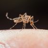 Europe under threat: Scientists warn of incurable virus spread by mosquitoes