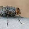 Simple kitchen hack that could keep flies out without sprays
