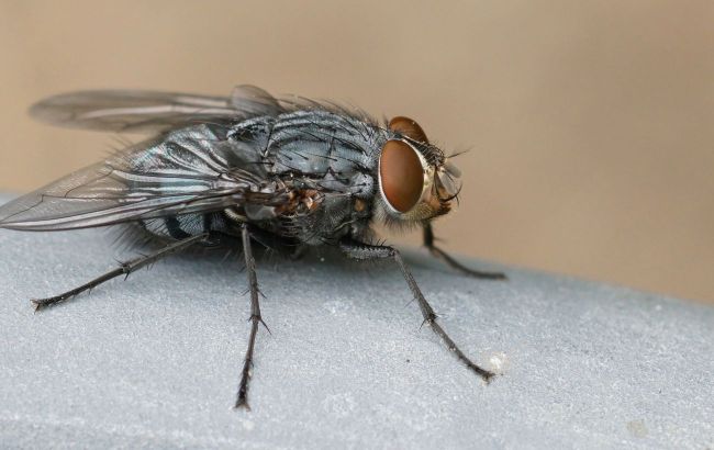 Get rid of flies without sprays: Simple kitchen hack that works
