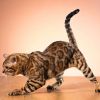 4 cat breeds with incredible looks