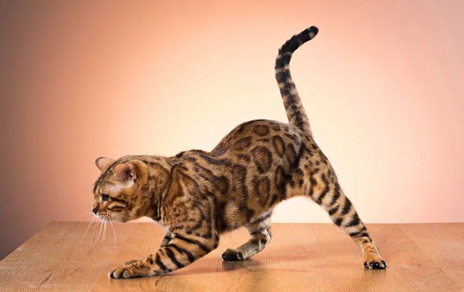 4 cat breeds with incredible looks