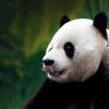 Britain sent the last pandas to China