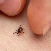 This blood group attracts ticks like magnet: Be careful!